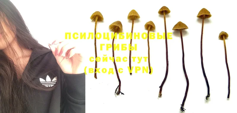 Псилоцибиновые грибы Psilocybine cubensis  ссылка на мегу маркетплейс  Болохово 